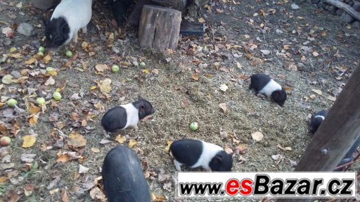 Göttingenská miniprasátka - opravdu malá – fotografie 2