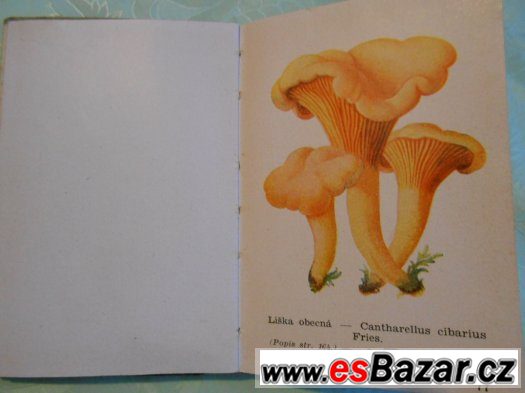 Atlas hub jedlých a jim podobných jedovatých-Zejbrlik O.1944 – fotografie 4