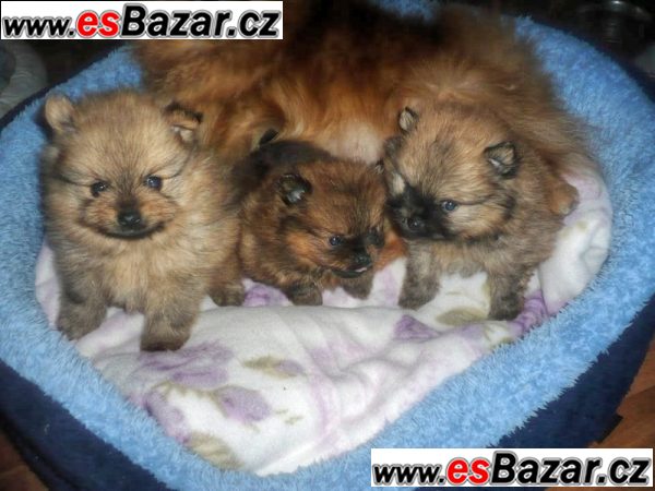 Trpaslicí špic/Pomeranian na prodej s PP   – fotografie 2