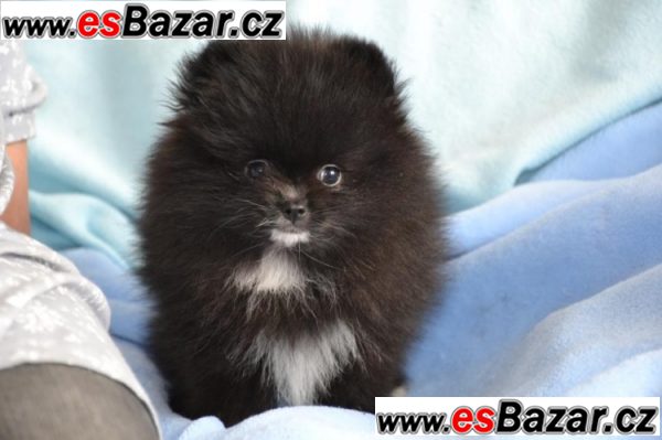 Trpaslicí špic/Pomeranian na prodej s PP   – fotografie 5