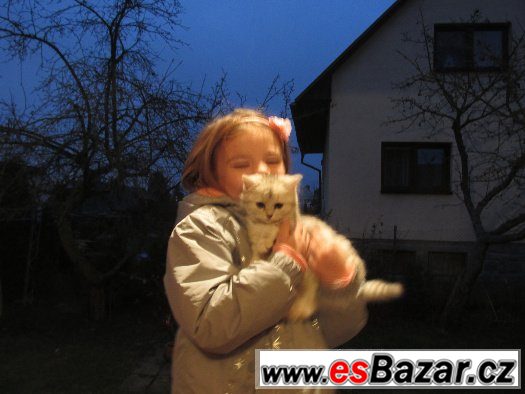 Koťátka – fotografie 1