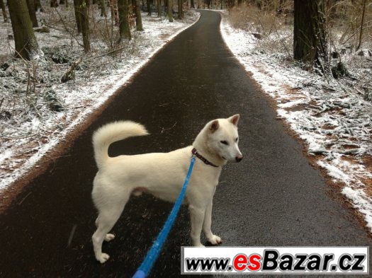 Kishu inu – fotografie 1