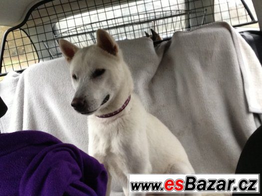 Kishu inu – fotografie 3