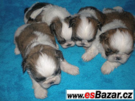Shih-tzu – fotografie 3