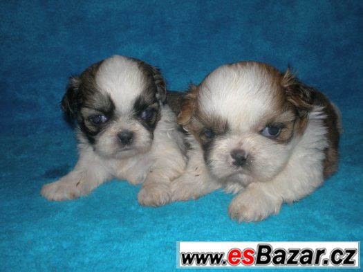 Shih-tzu – fotografie 4