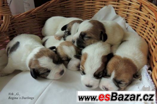 Štěňátka Jack Russell s PP – fotografie 3