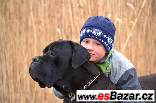 Štěňátka Cane corso – fotografie 4