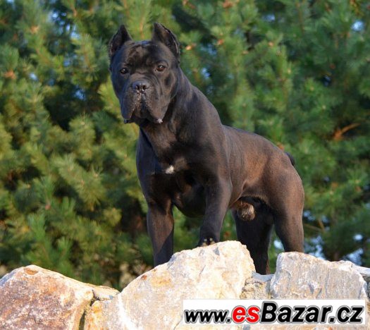 Štěňátka Cane corso – fotografie 5