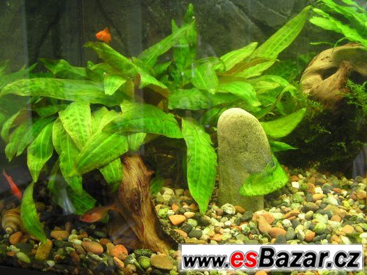 Prodám akvarijní rostlinky Cryptocoryne Affinis. – fotografie 3