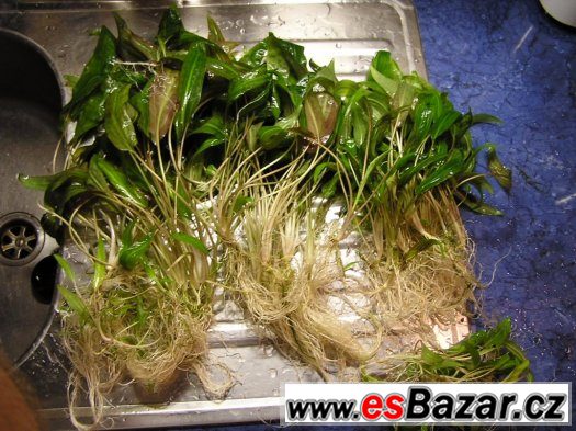 Prodám akvarijní rostlinky Cryptocoryne Affinis. – fotografie 4