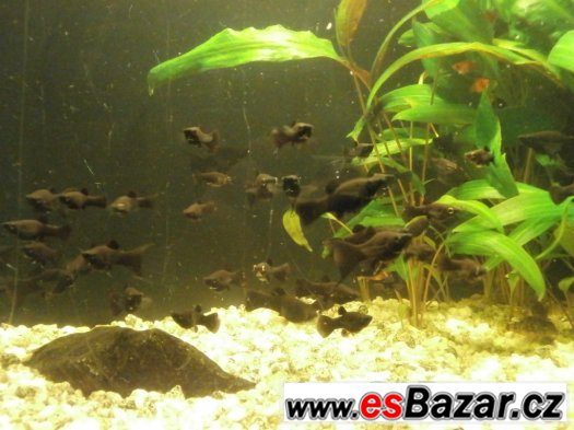 Black Molly - Poecilia sphenops – fotografie 1