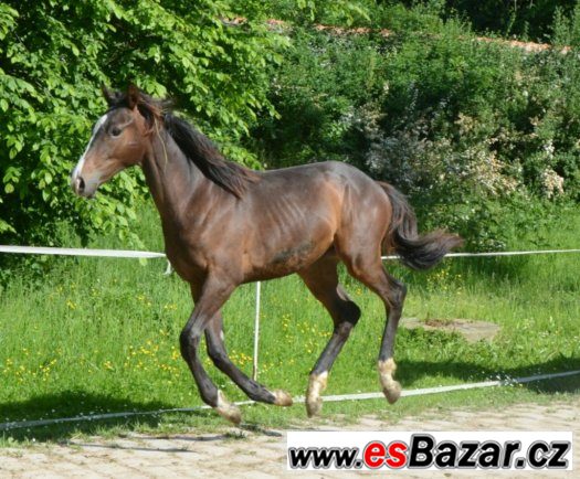 Jezdec - ošetřovatel – fotografie 1