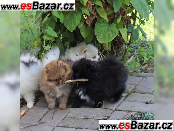 Černá trpaslík špic-Pommeranian štenátka! – fotografie 1