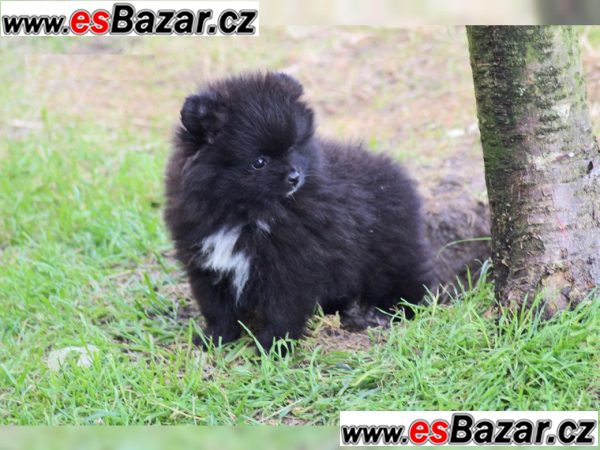 Černá trpaslík špic-Pommeranian štenátka! – fotografie 4