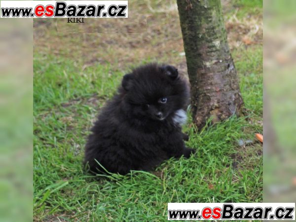 Černá trpaslík špic-Pommeranian štenátka! – fotografie 5