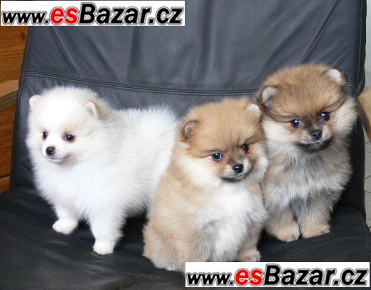 Prodám štenátko Pomeranian – fotografie 1