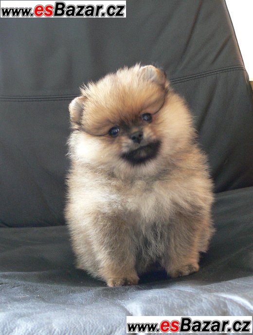 Prodám štenátko Pomeranian – fotografie 3