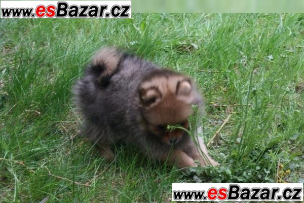 Nemecký špic trpaslicí s PP krásná štenátka – fotografie 3