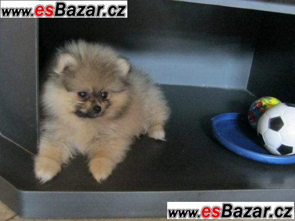 ++Štenátka Pomeranian-4000CZK – fotografie 2