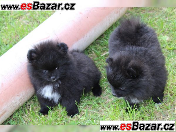 ++Štenátka Pomeranian-4000CZK – fotografie 3