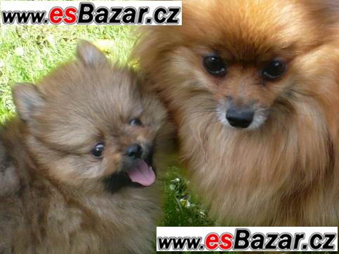 ++Štenátka Pomeranian-4000CZK – fotografie 5