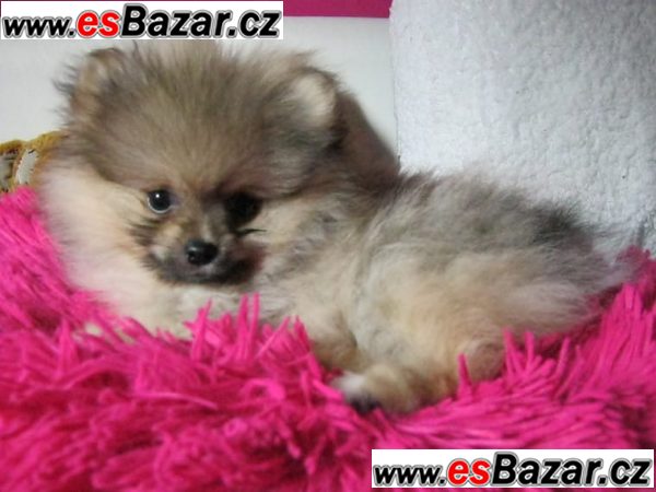 Nemecký špic Pomeranian s PP – fotografie 2