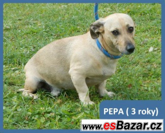 Pepa potřebuje hezký domov – fotografie 1