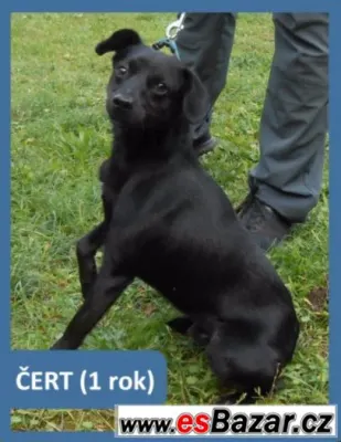Čertík chce na zimu domů