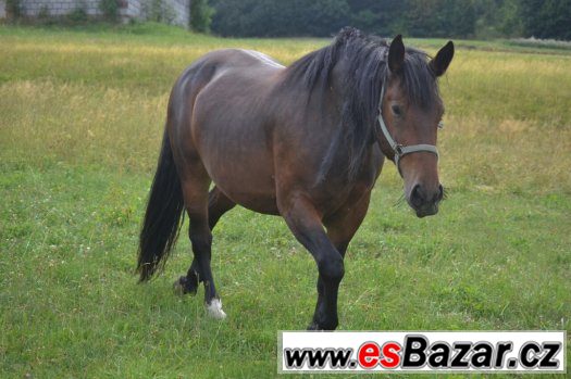 Prodám 8 letou klisnu – fotografie 2