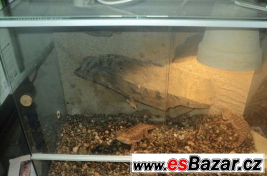Agama s teráriem – fotografie 1