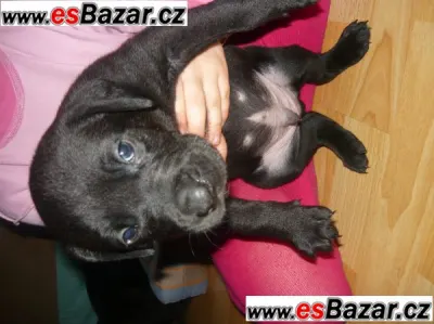 štěňata amstafa x labradorem, Kobyly