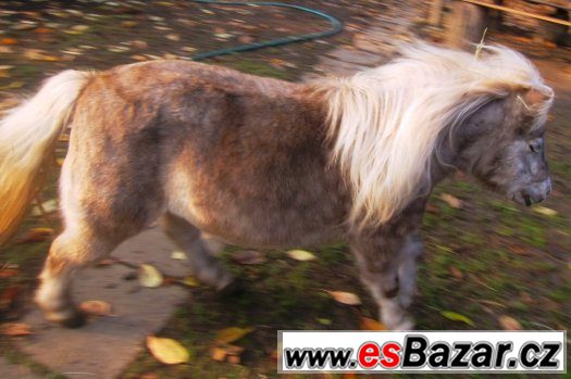 miniaturní kůň – fotografie 5