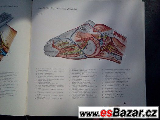 Atlas topografickej anatómie hospodarskych zvierat – fotografie 5