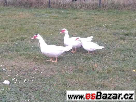 Prodám Kačeny 300kc/kus – fotografie 2