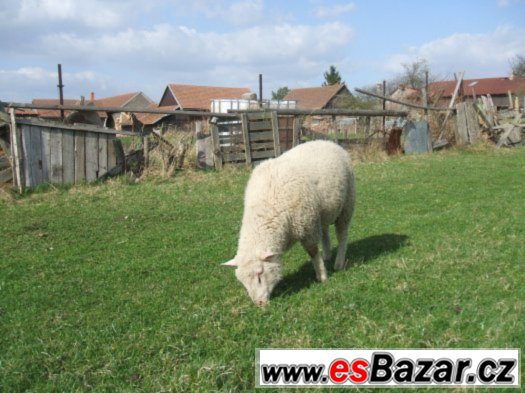 odeberu veškerou nabídnutou světlou ovčí vlnu – fotografie 1