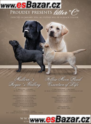 Labrador retriever – fotografie 1