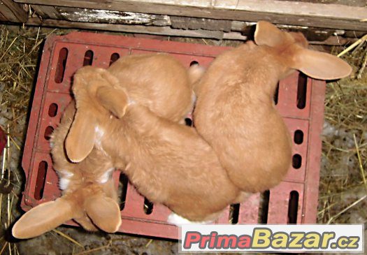 samci NČ x FBžl – fotografie 2