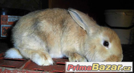 samci ČSčž X FBžl – fotografie 5