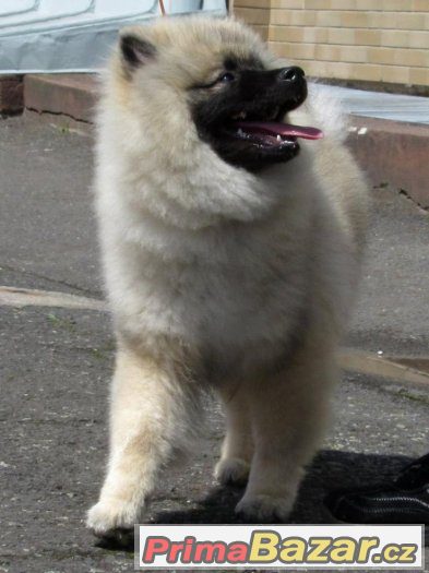 Německý špic vlčí / Keeshond – fotografie 1