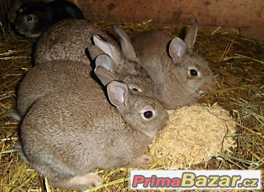 Divoký králík samci ZAMLUVENÍ – fotografie 4