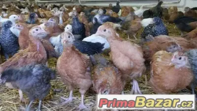 Kalimero Avi- násadová vejce