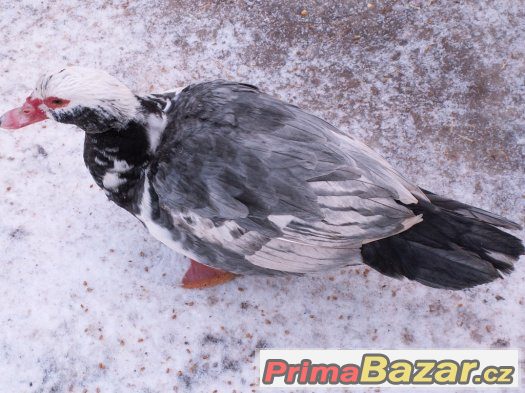 Prodám Pižmovky – fotografie 3
