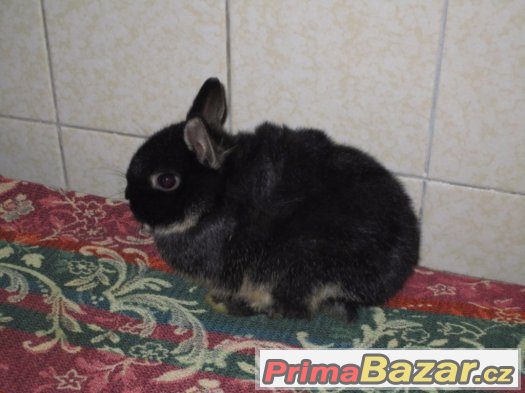 zakrslý králík – fotografie 1