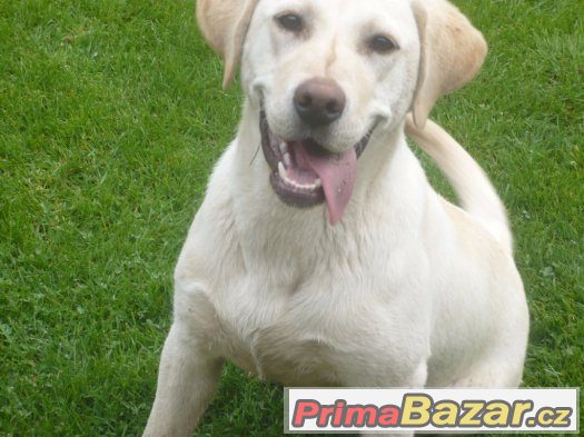 Labrador – fotografie 1