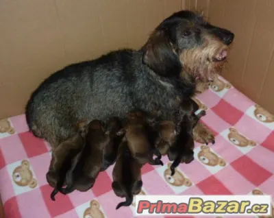 Prodám štěňata drsnosrstého jezevčíka