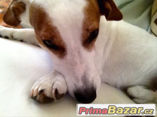 Jack Russell na krytí – fotografie 3