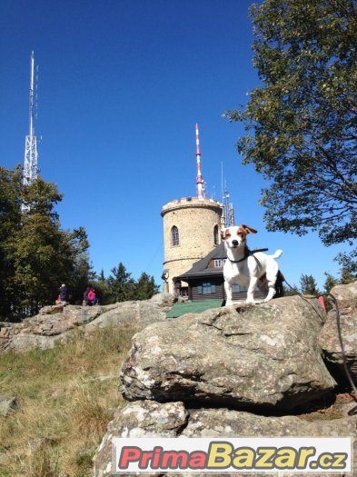 Jack Russell na krytí – fotografie 4