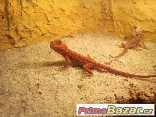 agama vousatá - red – fotografie 2
