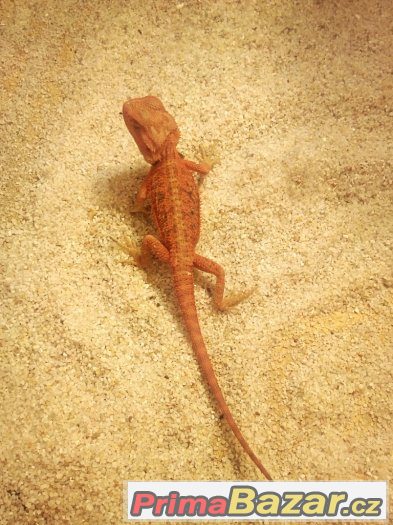 agama vousatá - red – fotografie 3