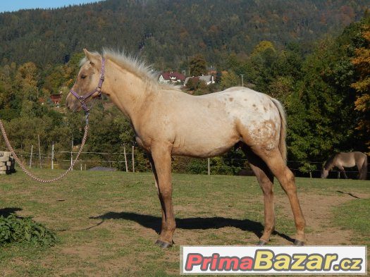 Appaloosa odstávče – fotografie 1